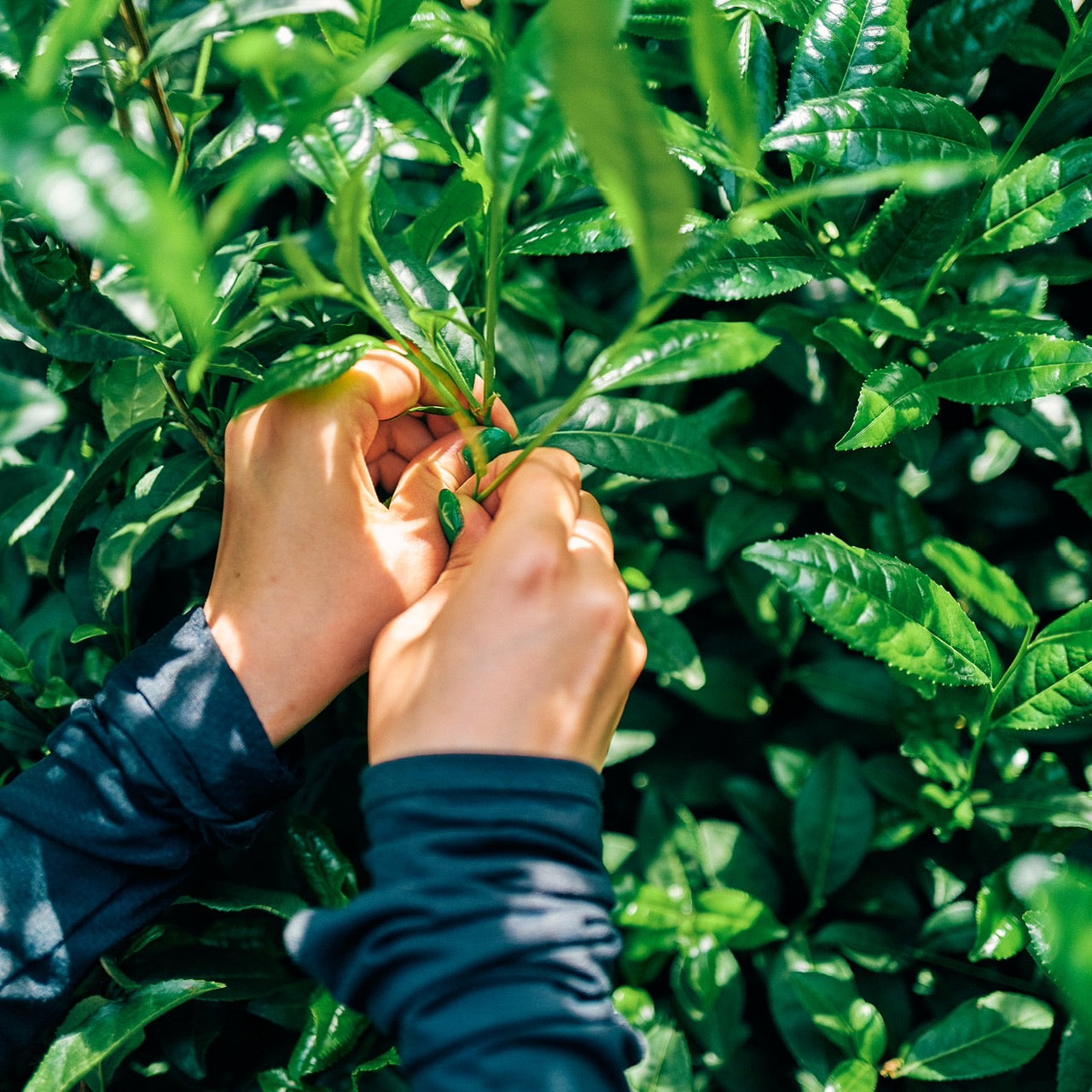 "Hand-Picked" Premium Matcha Powder